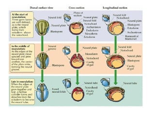 Cns Development Embryology of the Central Nevous system and anomalies | PPT