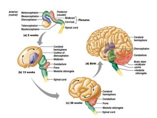 Embryology of the Central Nevous system and anomalies | PPT