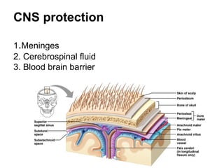 Embryology of the Central Nevous system and anomalies | PPT