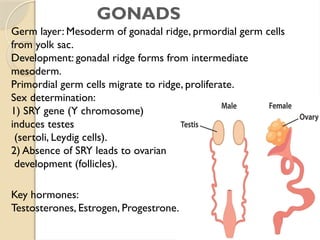 embryology of endocrine gvhyfcfyclands.pptx