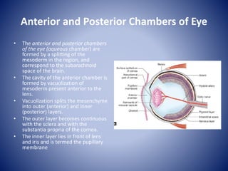 Embryology of eye | PPTX