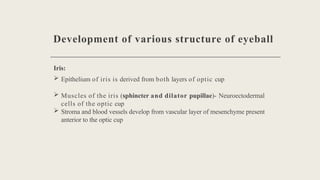 Embryology of the Human Eye: Development and Congenital Anomalies | PPTX