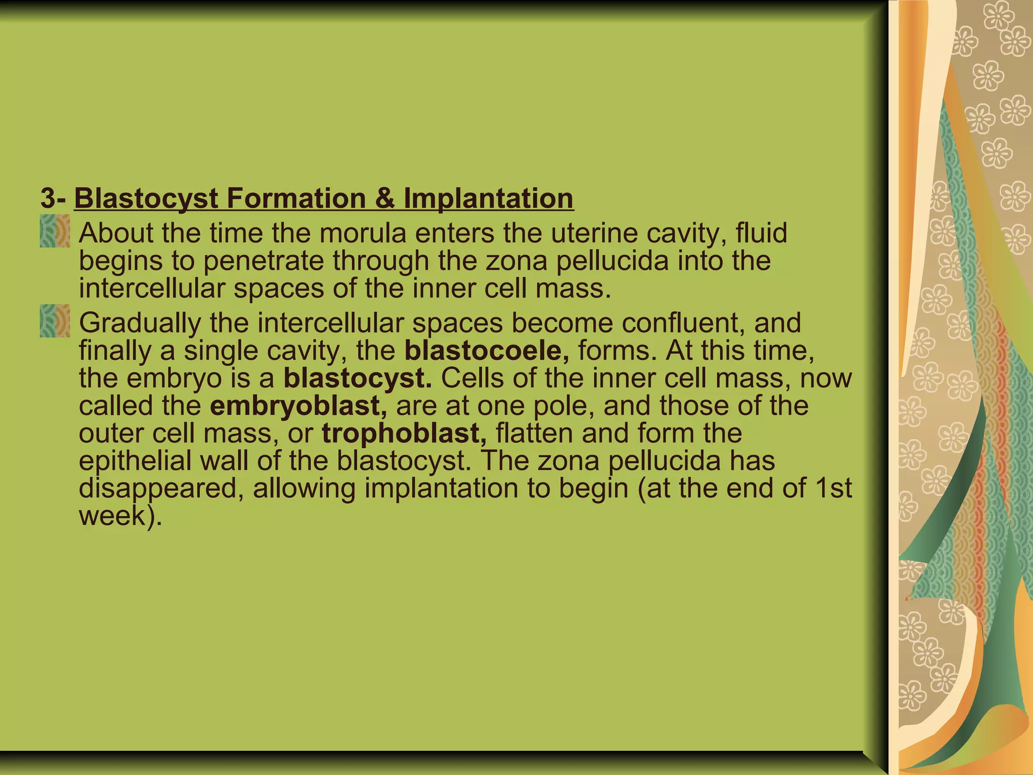 3- Blastocyst Formation & Implantation
About the time the morula enters the uterine cavity, fluid
begins to penetrate through the zona pellucida into the
intercellular spaces of the inner cell mass.
Gradually the intercellular spaces become confluent, and
finally a single cavity, the blastocoele, forms. At this time,
the embryo is a blastocyst. Cells of the inner cell mass, now
called the embryoblast, are at one pole, and those of the
outer cell mass, or trophoblast, flatten and form the
epithelial wall of the blastocyst. The zona pellucida has
disappeared, allowing implantation to begin (at the end of 1st
week).
 