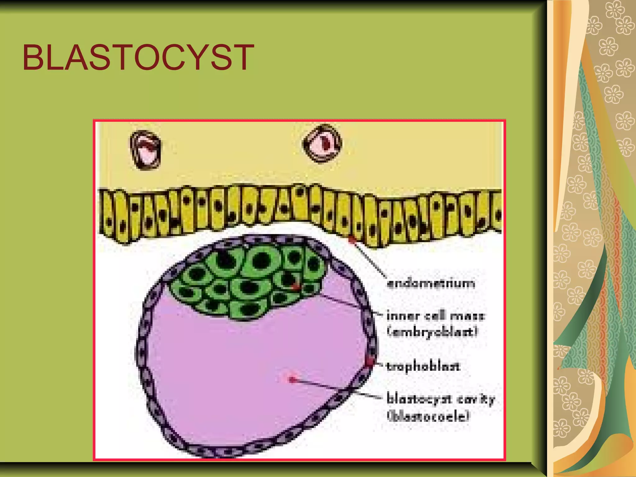 BLASTOCYST
 