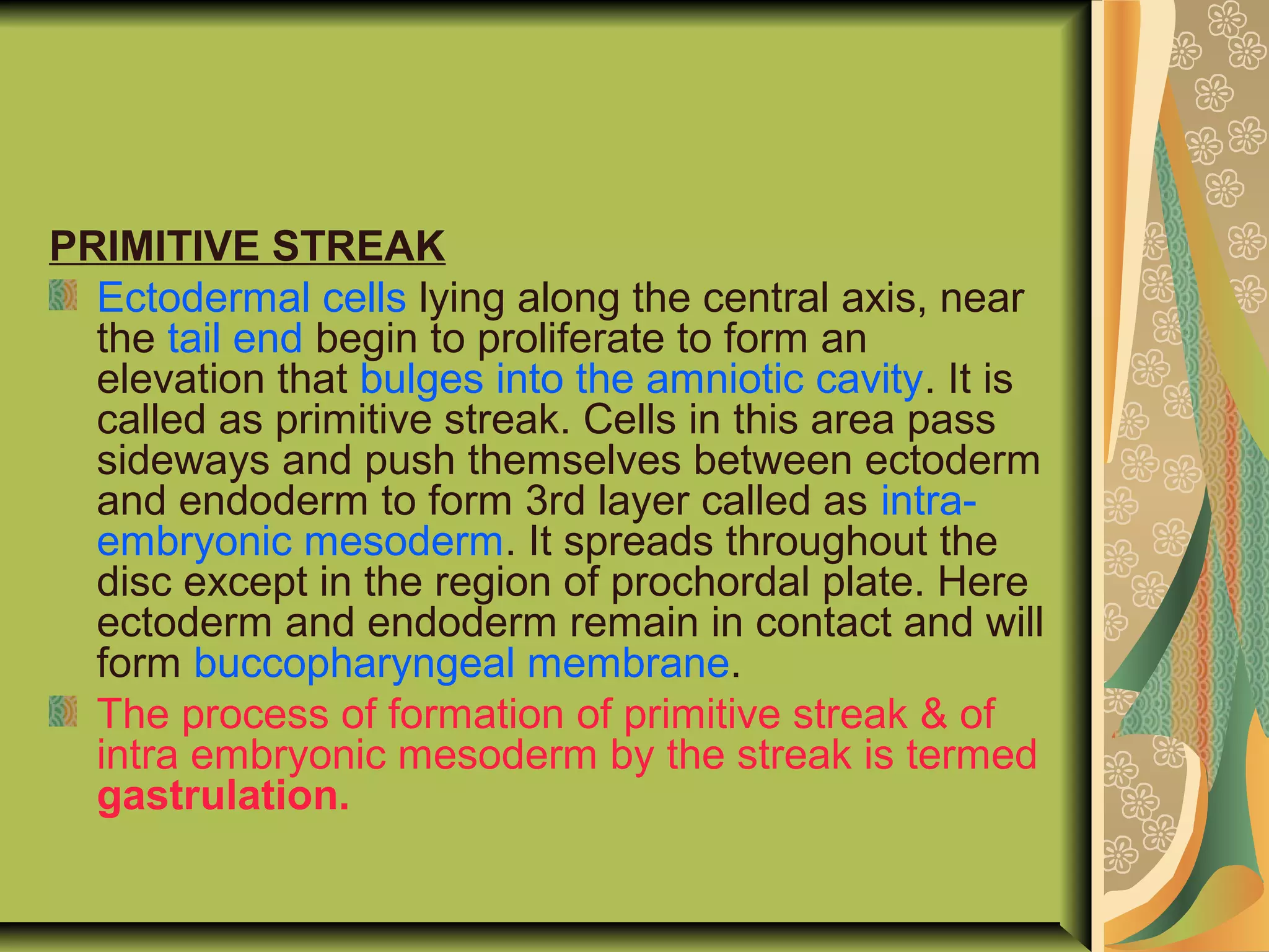 PRIMITIVE STREAK
Ectodermal cells lying along the central axis, near
the tail end begin to proliferate to form an
elevation that bulges into the amniotic cavity. It is
called as primitive streak. Cells in this area pass
sideways and push themselves between ectoderm
and endoderm to form 3rd layer called as intra-
embryonic mesoderm. It spreads throughout the
disc except in the region of prochordal plate. Here
ectoderm and endoderm remain in contact and will
form buccopharyngeal membrane.
The process of formation of primitive streak & of
intra embryonic mesoderm by the streak is termed
gastrulation.
 