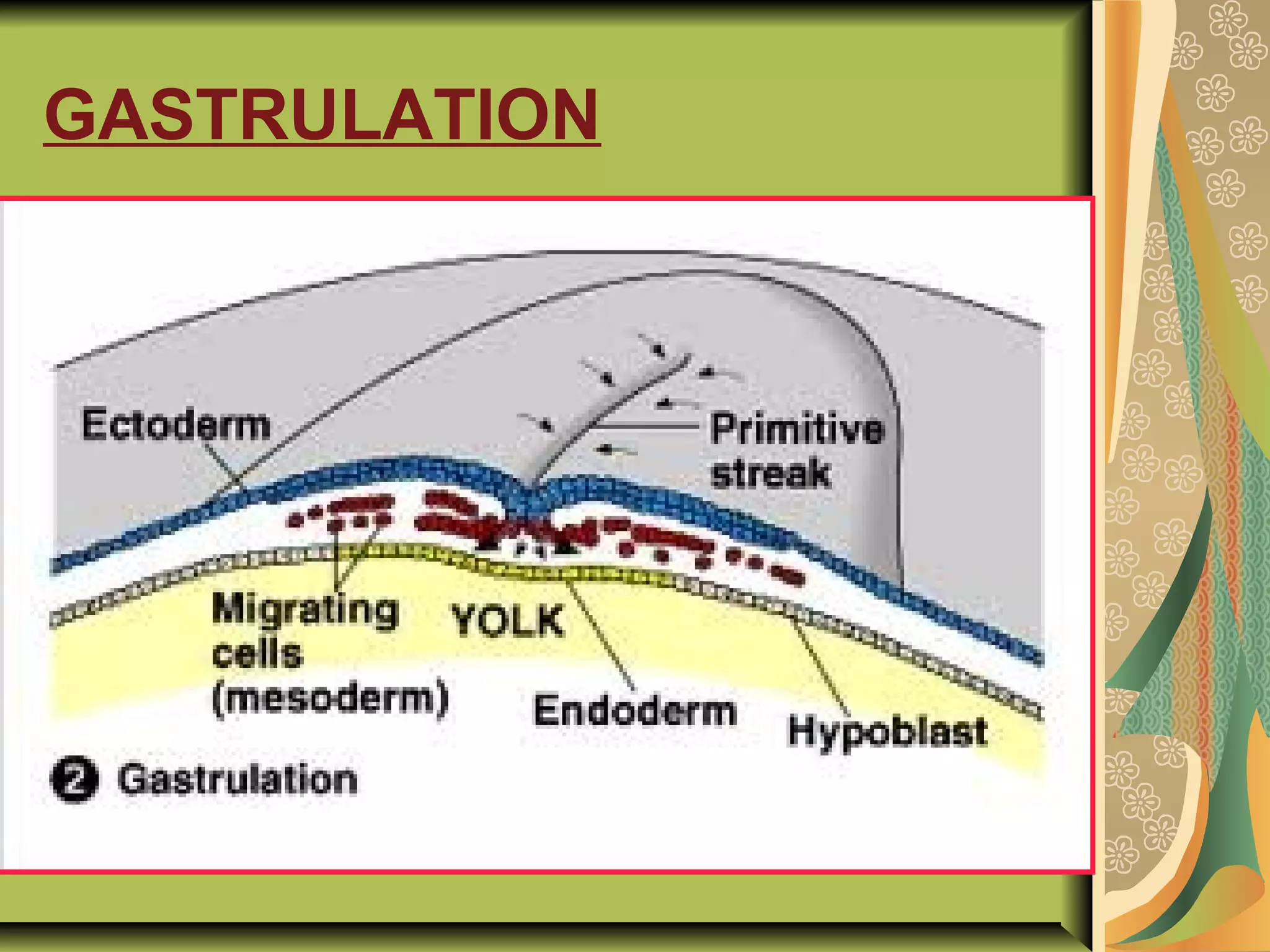GASTRULATION
 