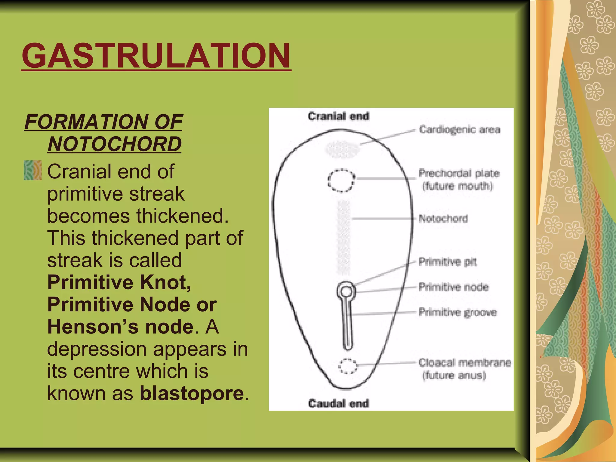 GASTRULATION
FORMATION OF
NOTOCHORD
Cranial end of
primitive streak
becomes thickened.
This thickened part of
streak is called
Primitive Knot,
Primitive Node or
Henson’s node. A
depression appears in
its centre which is
known as blastopore.
 