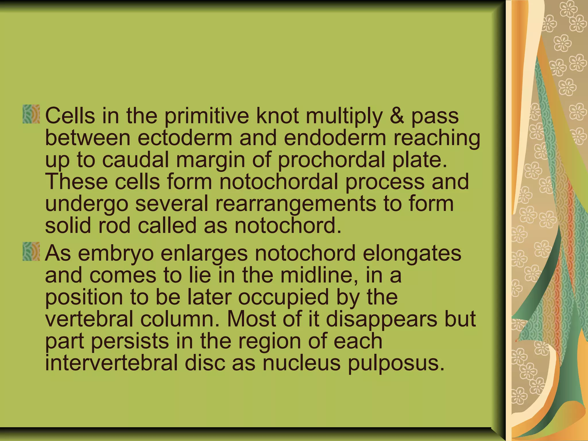 Cells in the primitive knot multiply & pass
between ectoderm and endoderm reaching
up to caudal margin of prochordal plate.
These cells form notochordal process and
undergo several rearrangements to form
solid rod called as notochord.
As embryo enlarges notochord elongates
and comes to lie in the midline, in a
position to be later occupied by the
vertebral column. Most of it disappears but
part persists in the region of each
intervertebral disc as nucleus pulposus.
 