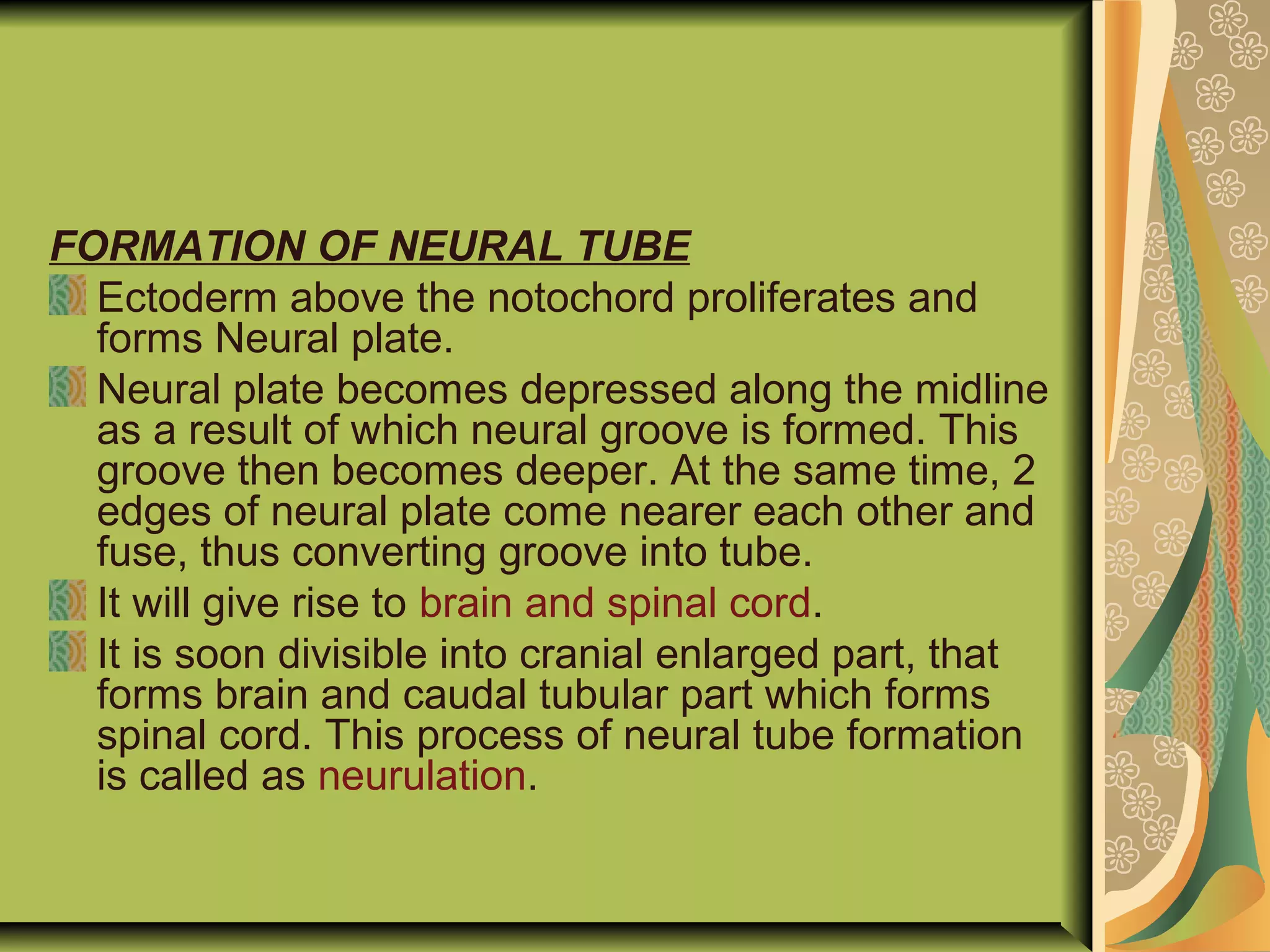 FORMATION OF NEURAL TUBE
Ectoderm above the notochord proliferates and
forms Neural plate.
Neural plate becomes depressed along the midline
as a result of which neural groove is formed. This
groove then becomes deeper. At the same time, 2
edges of neural plate come nearer each other and
fuse, thus converting groove into tube.
It will give rise to brain and spinal cord.
It is soon divisible into cranial enlarged part, that
forms brain and caudal tubular part which forms
spinal cord. This process of neural tube formation
is called as neurulation.
 