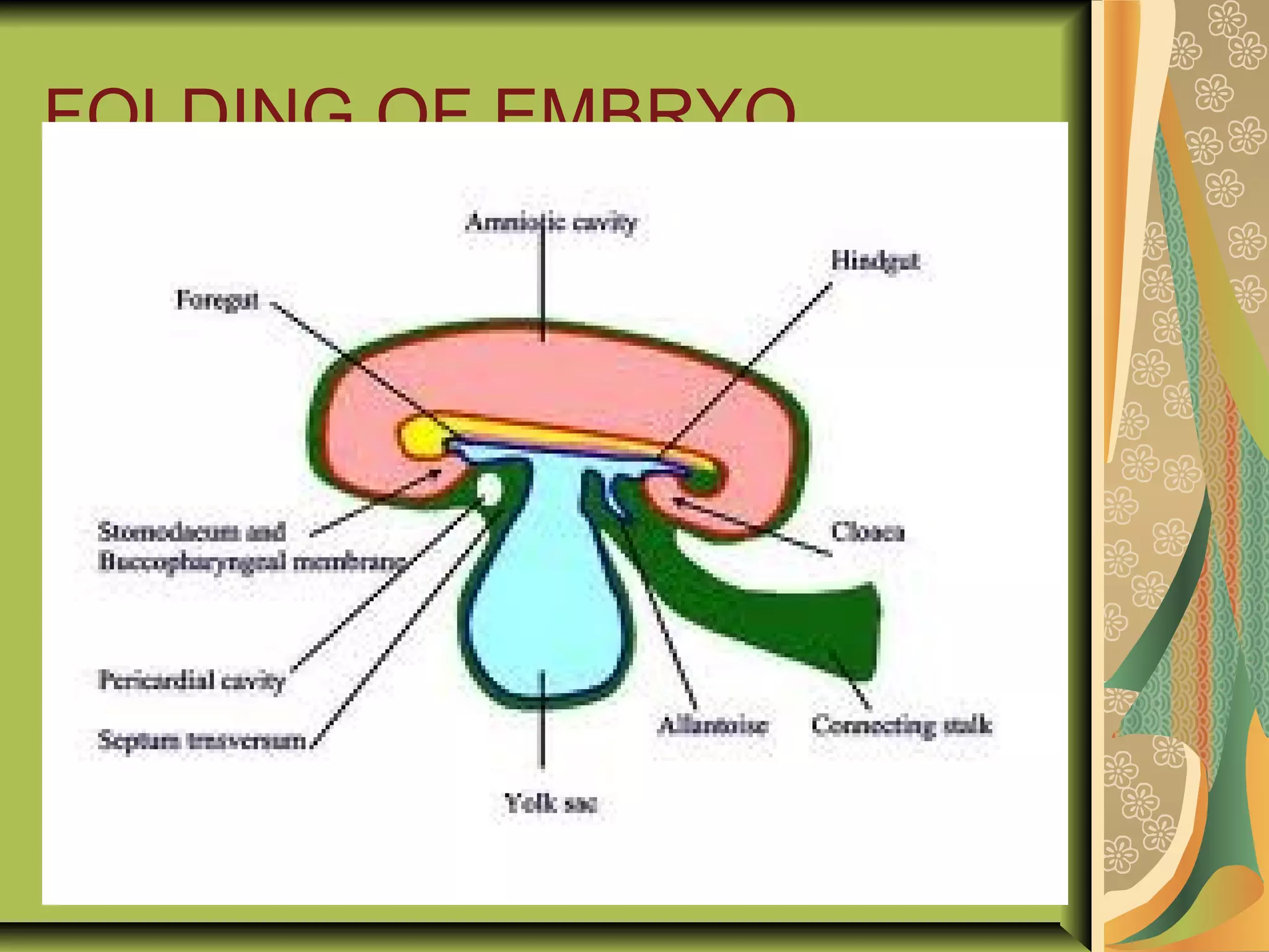 FOLDING OF EMBRYO
 