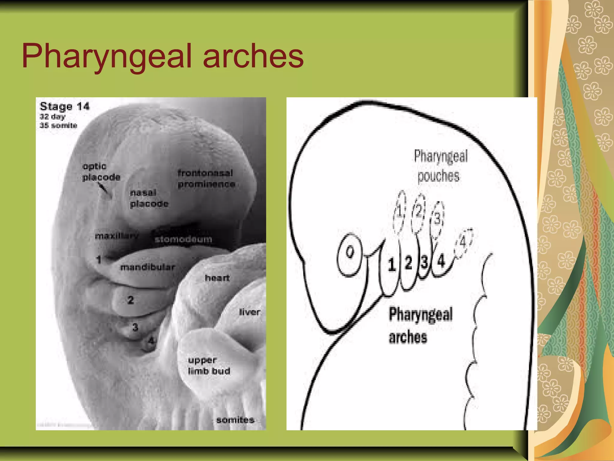 Pharyngeal arches
 