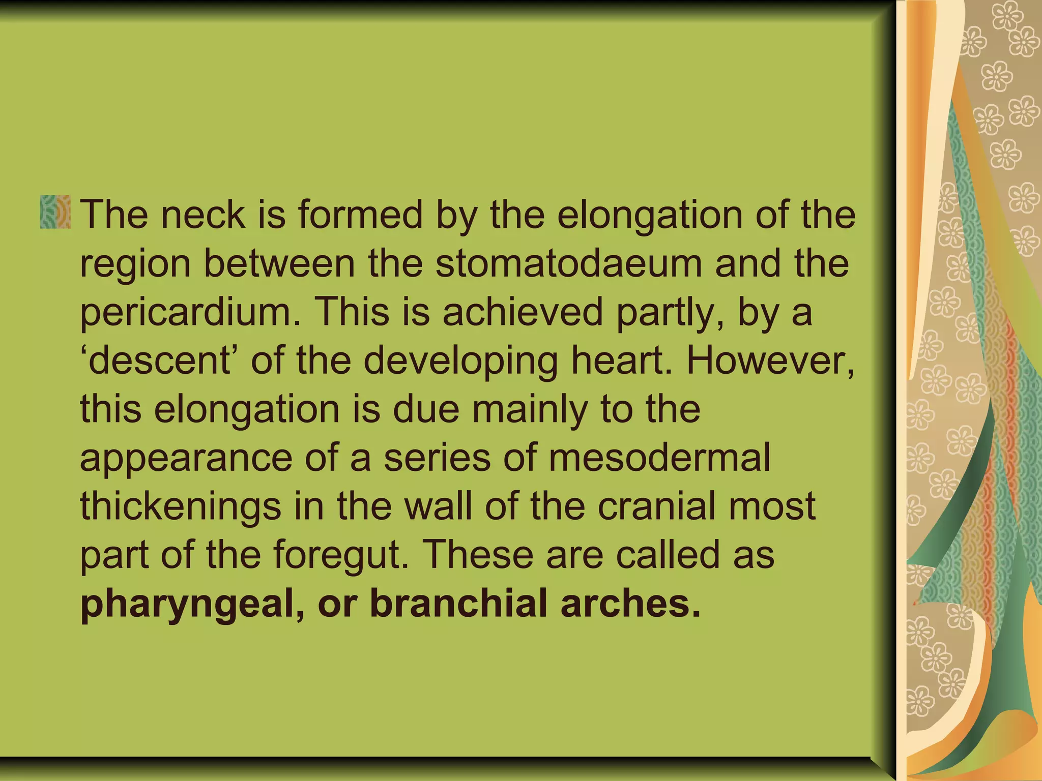 The neck is formed by the elongation of the
region between the stomatodaeum and the
pericardium. This is achieved partly, by a
‘descent’ of the developing heart. However,
this elongation is due mainly to the
appearance of a series of mesodermal
thickenings in the wall of the cranial most
part of the foregut. These are called as
pharyngeal, or branchial arches.
 