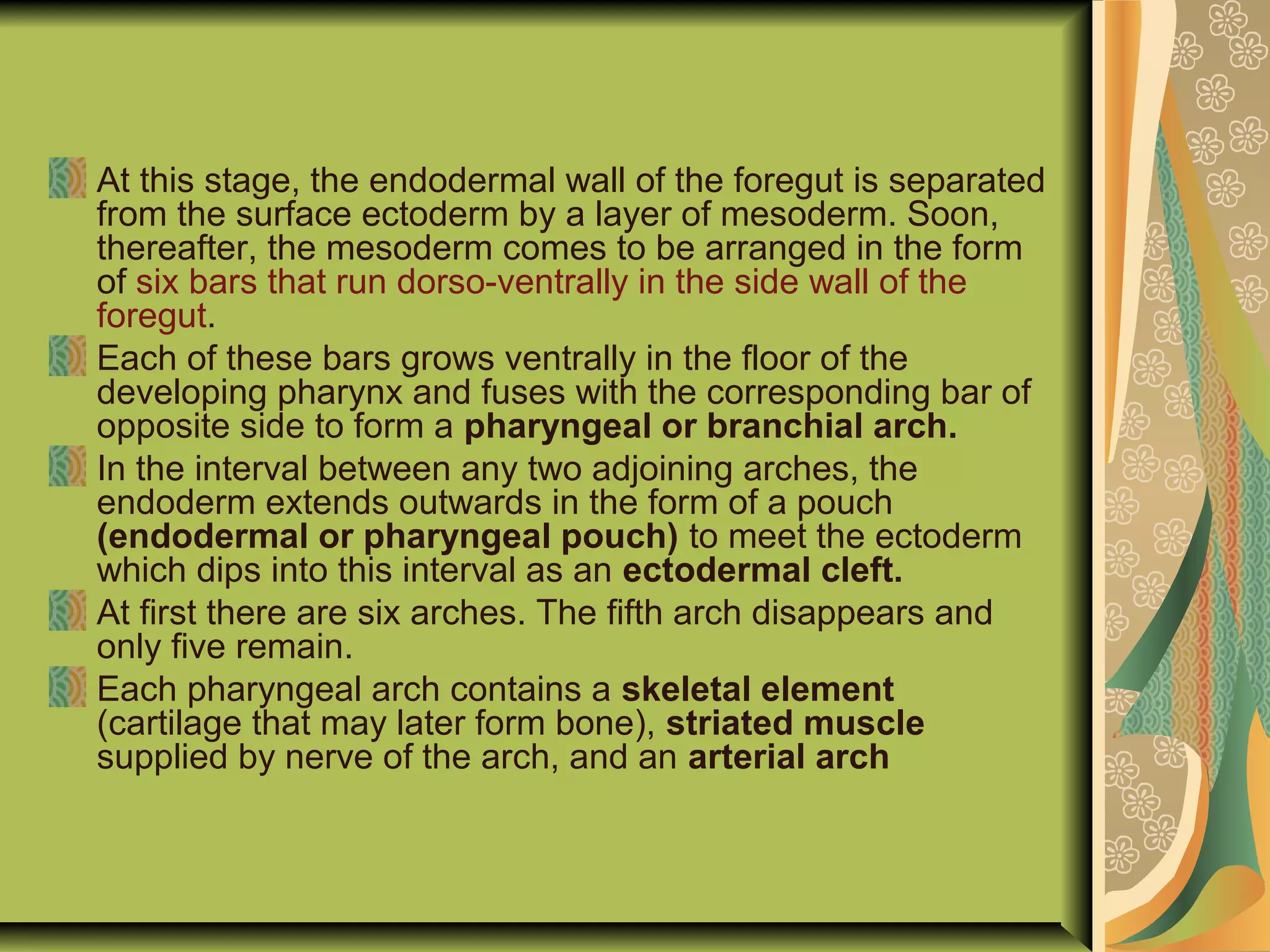 At this stage, the endodermal wall of the foregut is separated
from the surface ectoderm by a layer of mesoderm. Soon,
thereafter, the mesoderm comes to be arranged in the form
of six bars that run dorso-ventrally in the side wall of the
foregut.
Each of these bars grows ventrally in the floor of the
developing pharynx and fuses with the corresponding bar of
opposite side to form a pharyngeal or branchial arch.
In the interval between any two adjoining arches, the
endoderm extends outwards in the form of a pouch
(endodermal or pharyngeal pouch) to meet the ectoderm
which dips into this interval as an ectodermal cleft.
At first there are six arches. The fifth arch disappears and
only five remain.
Each pharyngeal arch contains a skeletal element
(cartilage that may later form bone), striated muscle
supplied by nerve of the arch, and an arterial arch
 