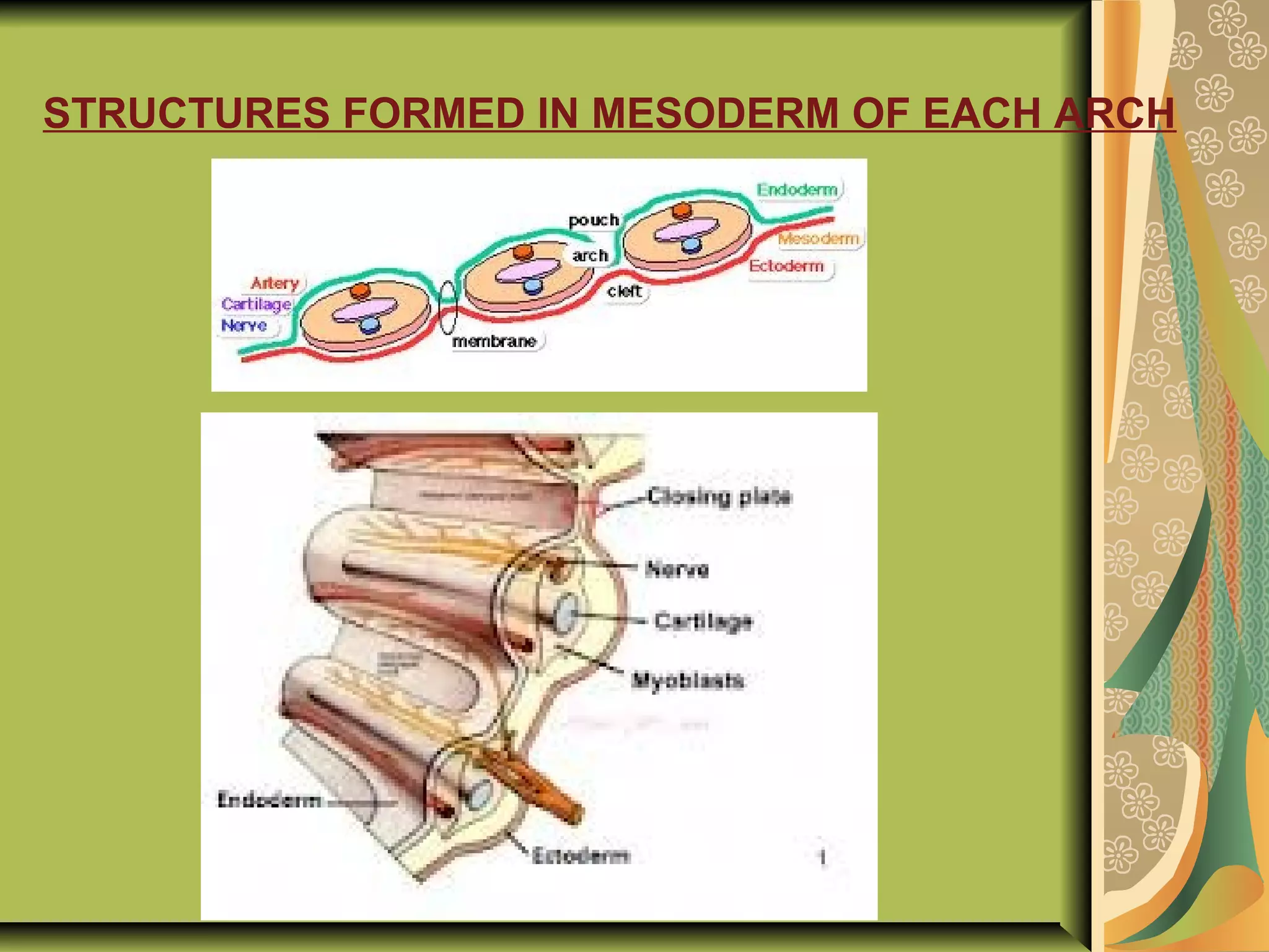 STRUCTURES FORMED IN MESODERM OF EACH ARCH
 