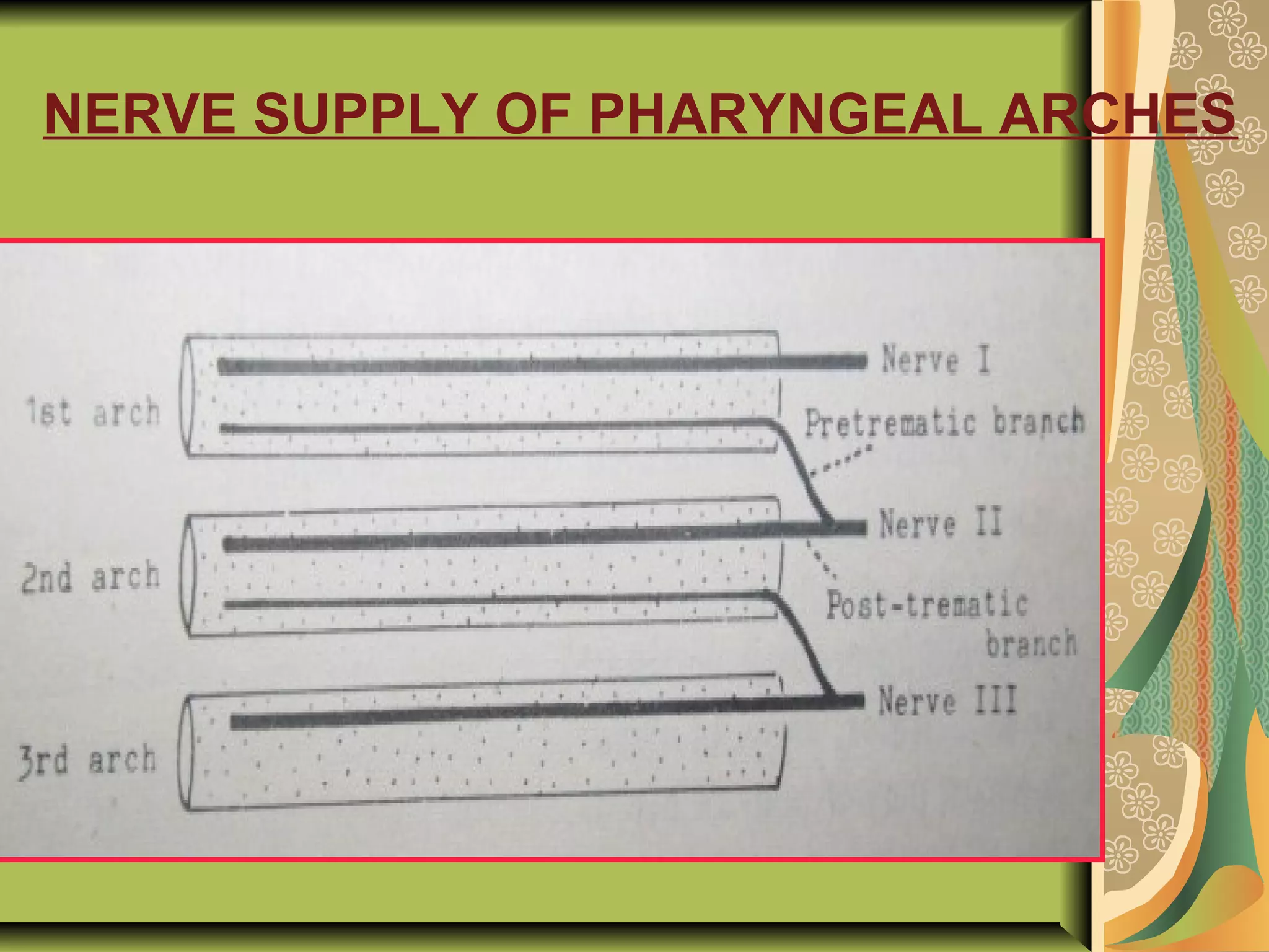 NERVE SUPPLY OF PHARYNGEAL ARCHES
 