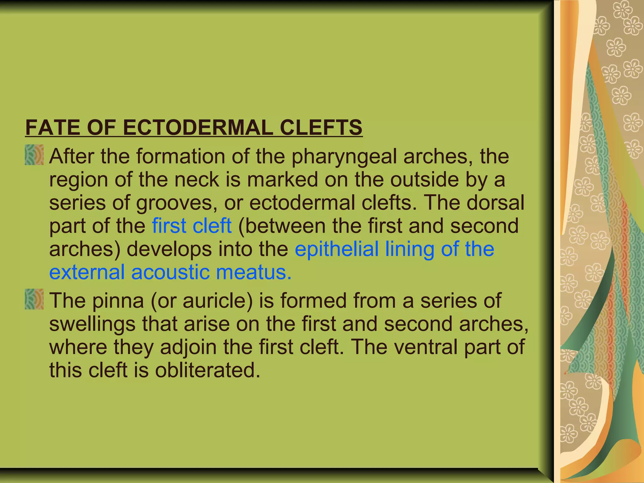 FATE OF ECTODERMAL CLEFTS
After the formation of the pharyngeal arches, the
region of the neck is marked on the outside by a
series of grooves, or ectodermal clefts. The dorsal
part of the first cleft (between the first and second
arches) develops into the epithelial lining of the
external acoustic meatus.
The pinna (or auricle) is formed from a series of
swellings that arise on the first and second arches,
where they adjoin the first cleft. The ventral part of
this cleft is obliterated.
 