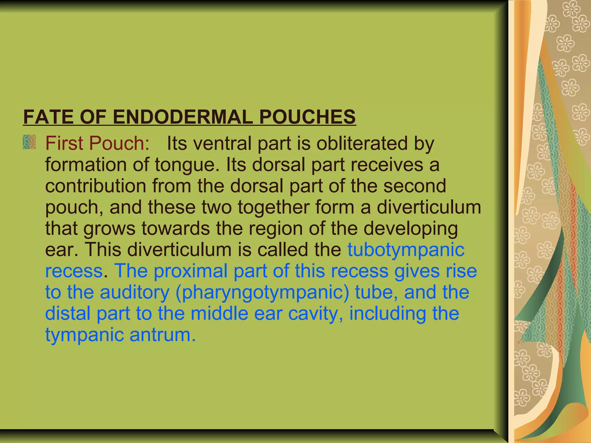 FATE OF ENDODERMAL POUCHES
First Pouch: Its ventral part is obliterated by
formation of tongue. Its dorsal part receives a
contribution from the dorsal part of the second
pouch, and these two together form a diverticulum
that grows towards the region of the developing
ear. This diverticulum is called the tubotympanic
recess. The proximal part of this recess gives rise
to the auditory (pharyngotympanic) tube, and the
distal part to the middle ear cavity, including the
tympanic antrum.
 