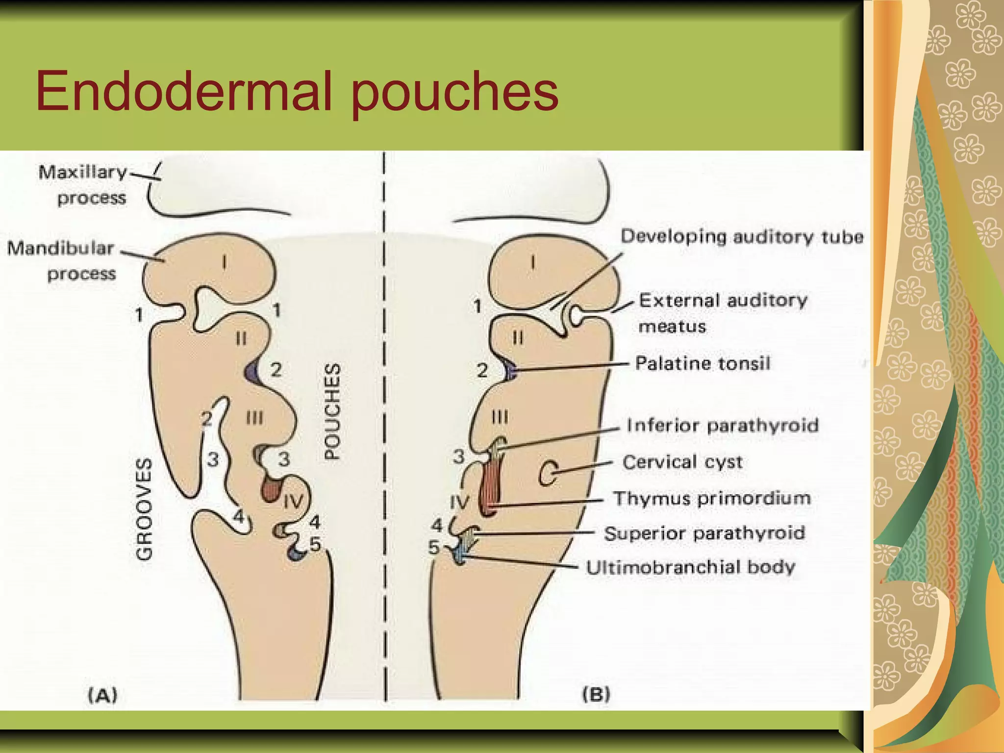 Endodermal pouches
 