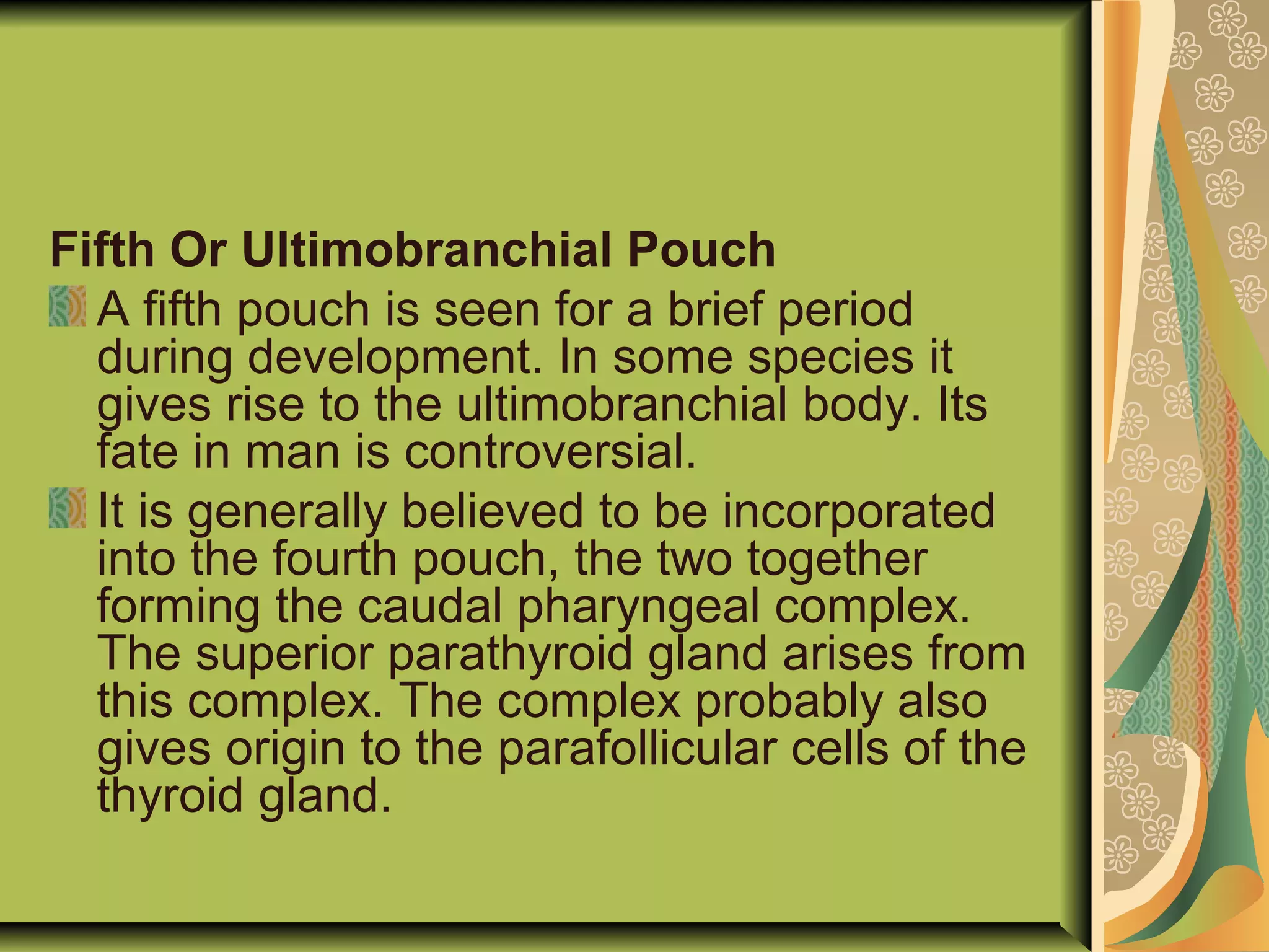 Fifth Or Ultimobranchial Pouch
A fifth pouch is seen for a brief period
during development. In some species it
gives rise to the ultimobranchial body. Its
fate in man is controversial.
It is generally believed to be incorporated
into the fourth pouch, the two together
forming the caudal pharyngeal complex.
The superior parathyroid gland arises from
this complex. The complex probably also
gives origin to the parafollicular cells of the
thyroid gland.
 