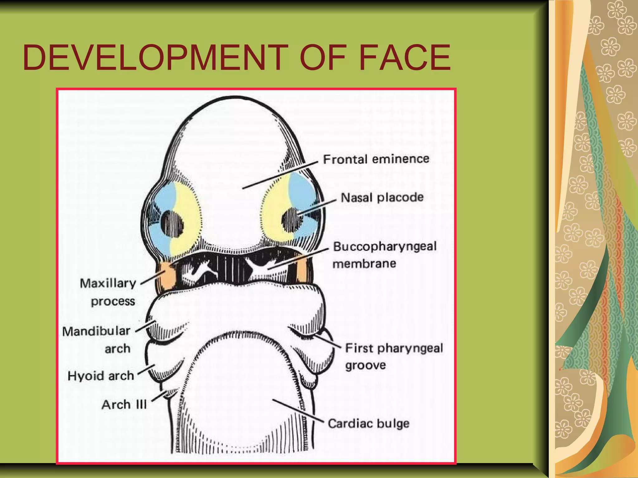 DEVELOPMENT OF FACE
 