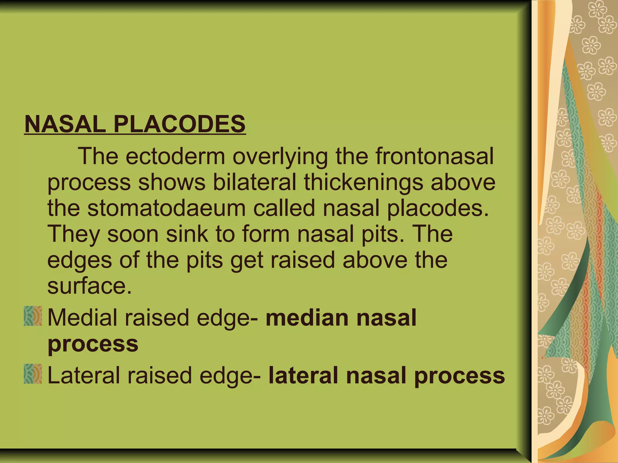 NASAL PLACODES
The ectoderm overlying the frontonasal
process shows bilateral thickenings above
the stomatodaeum called nasal placodes.
They soon sink to form nasal pits. The
edges of the pits get raised above the
surface.
Medial raised edge- median nasal
process
Lateral raised edge- lateral nasal process
 