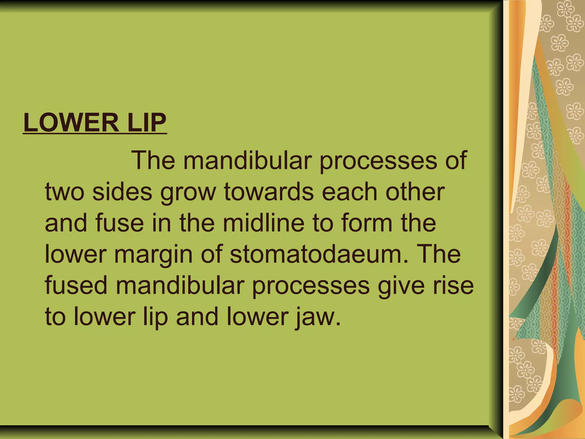 LOWER LIP
The mandibular processes of
two sides grow towards each other
and fuse in the midline to form the
lower margin of stomatodaeum. The
fused mandibular processes give rise
to lower lip and lower jaw.
 