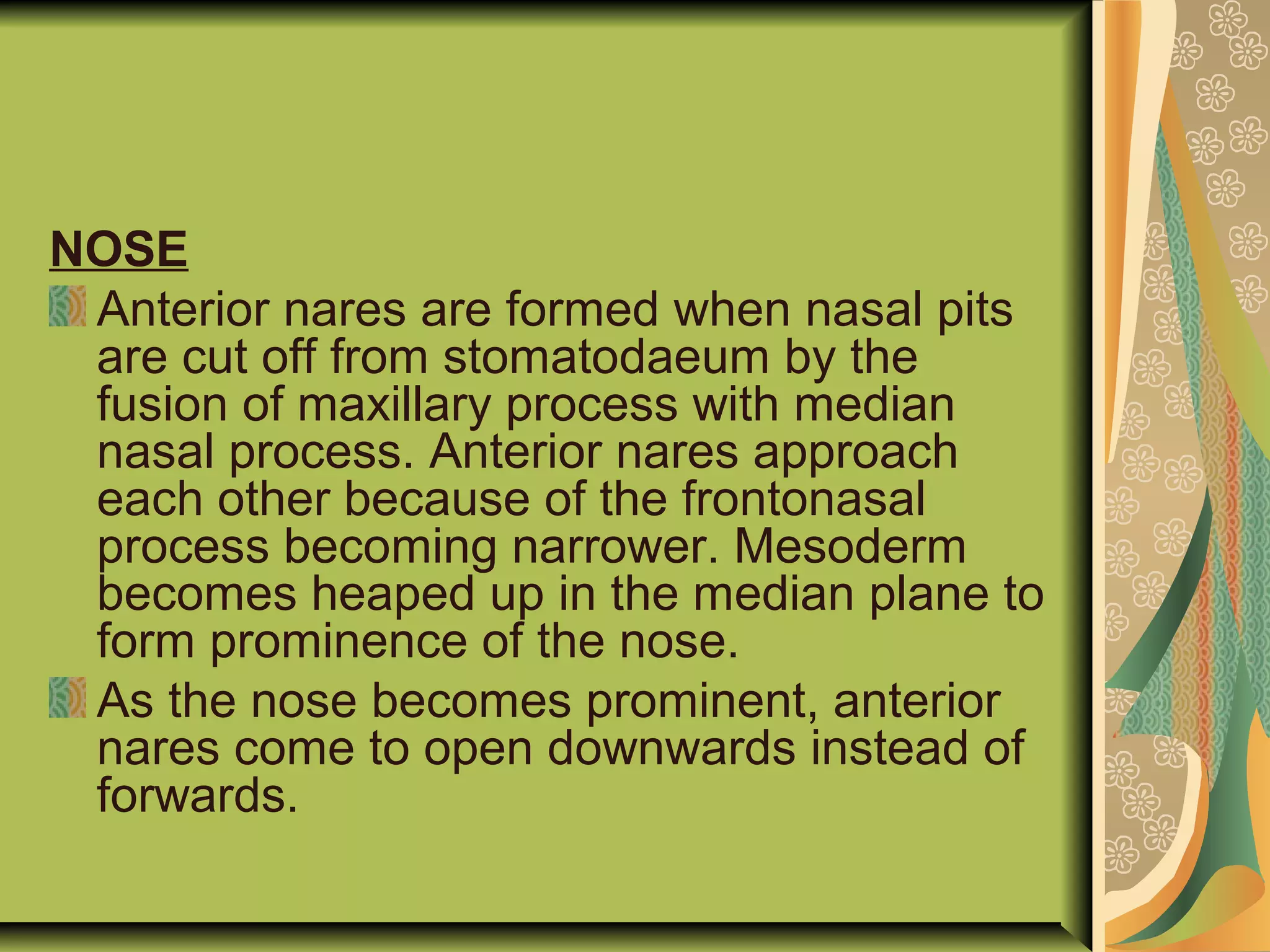 NOSE
Anterior nares are formed when nasal pits
are cut off from stomatodaeum by the
fusion of maxillary process with median
nasal process. Anterior nares approach
each other because of the frontonasal
process becoming narrower. Mesoderm
becomes heaped up in the median plane to
form prominence of the nose.
As the nose becomes prominent, anterior
nares come to open downwards instead of
forwards.
 