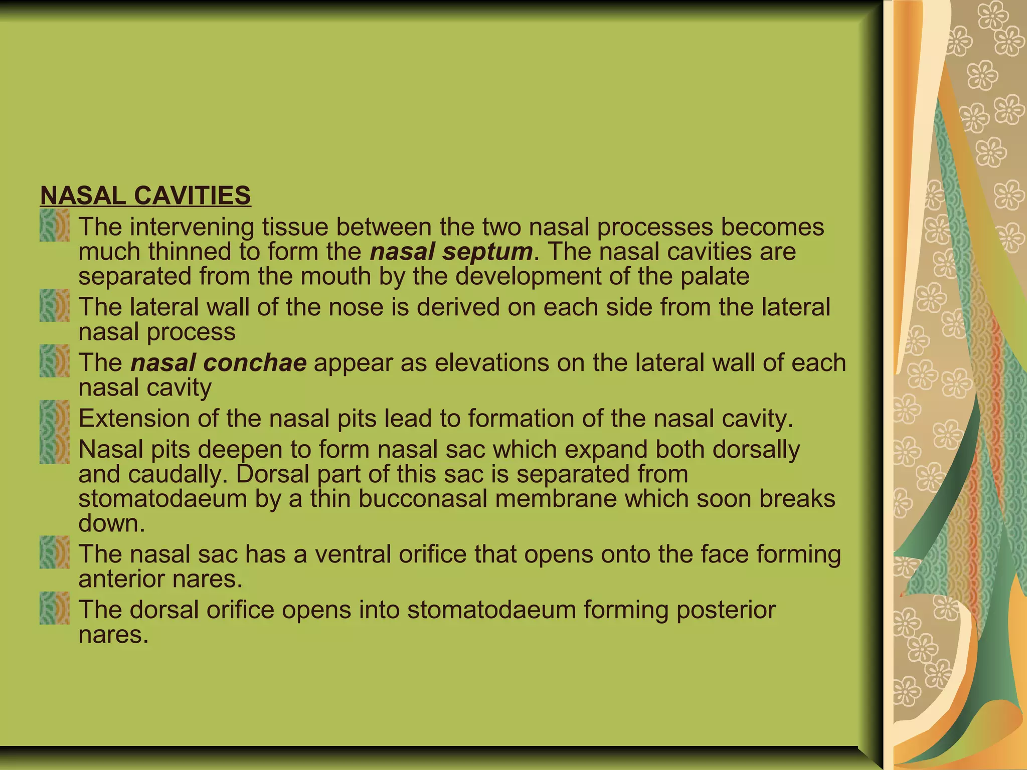 NASAL CAVITIES
The intervening tissue between the two nasal processes becomes
much thinned to form the nasal septum. The nasal cavities are
separated from the mouth by the development of the palate
The lateral wall of the nose is derived on each side from the lateral
nasal process
The nasal conchae appear as elevations on the lateral wall of each
nasal cavity
Extension of the nasal pits lead to formation of the nasal cavity.
Nasal pits deepen to form nasal sac which expand both dorsally
and caudally. Dorsal part of this sac is separated from
stomatodaeum by a thin bucconasal membrane which soon breaks
down.
The nasal sac has a ventral orifice that opens onto the face forming
anterior nares.
The dorsal orifice opens into stomatodaeum forming posterior
nares.
 