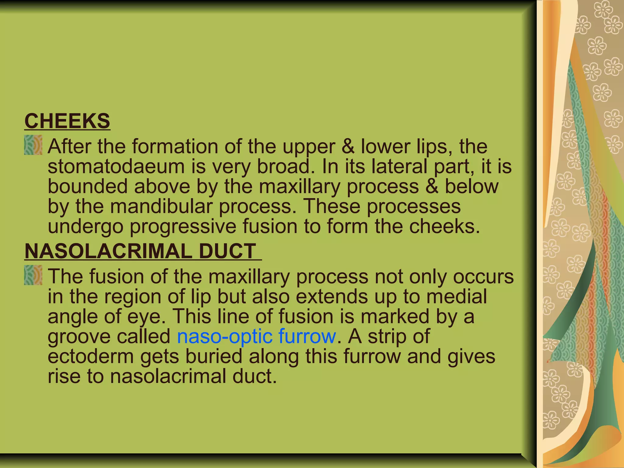 CHEEKS
After the formation of the upper & lower lips, the
stomatodaeum is very broad. In its lateral part, it is
bounded above by the maxillary process & below
by the mandibular process. These processes
undergo progressive fusion to form the cheeks.
NASOLACRIMAL DUCT
The fusion of the maxillary process not only occurs
in the region of lip but also extends up to medial
angle of eye. This line of fusion is marked by a
groove called naso-optic furrow. A strip of
ectoderm gets buried along this furrow and gives
rise to nasolacrimal duct.
 