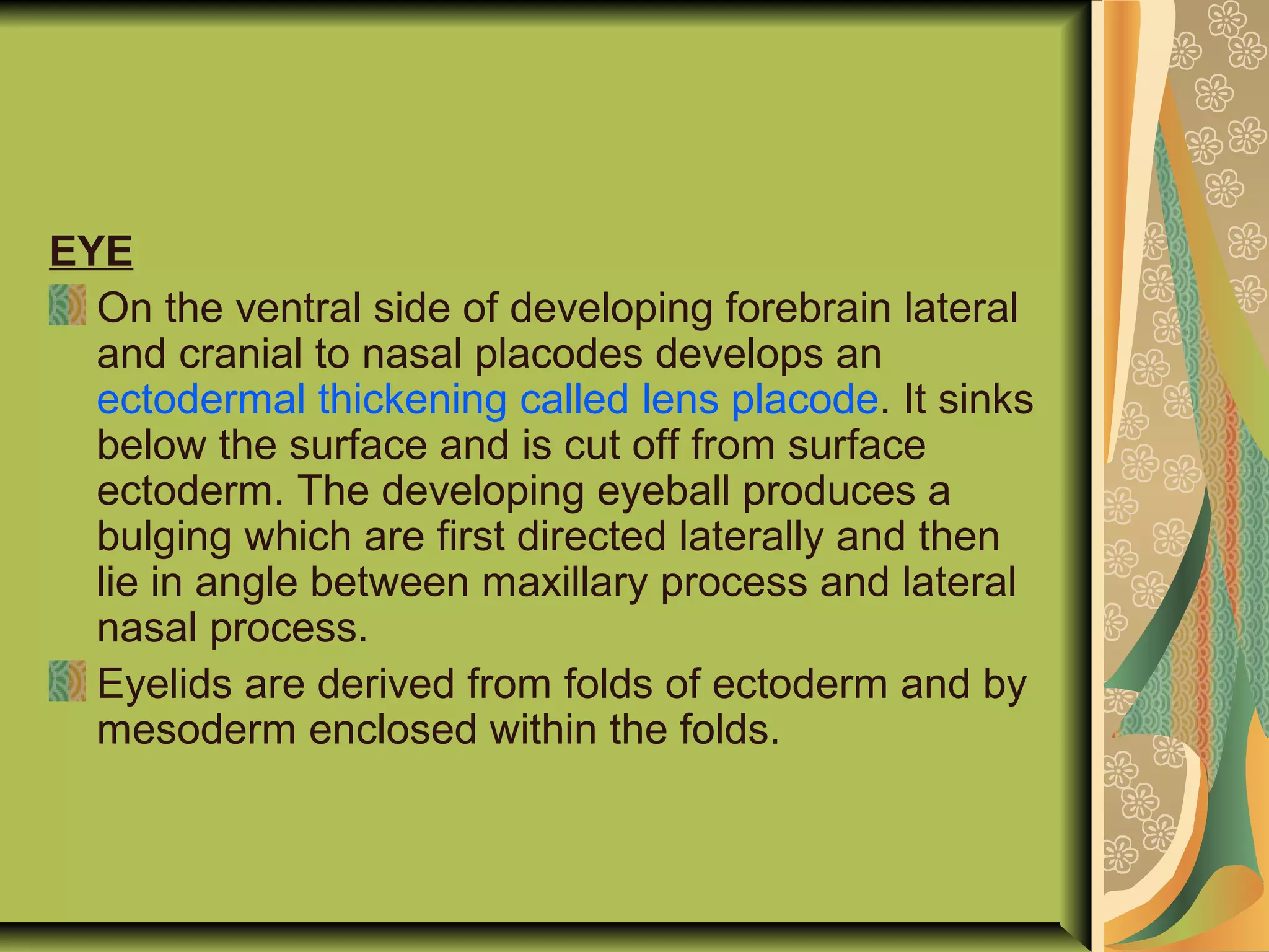 EYE
On the ventral side of developing forebrain lateral
and cranial to nasal placodes develops an
ectodermal thickening called lens placode. It sinks
below the surface and is cut off from surface
ectoderm. The developing eyeball produces a
bulging which are first directed laterally and then
lie in angle between maxillary process and lateral
nasal process.
Eyelids are derived from folds of ectoderm and by
mesoderm enclosed within the folds.
 