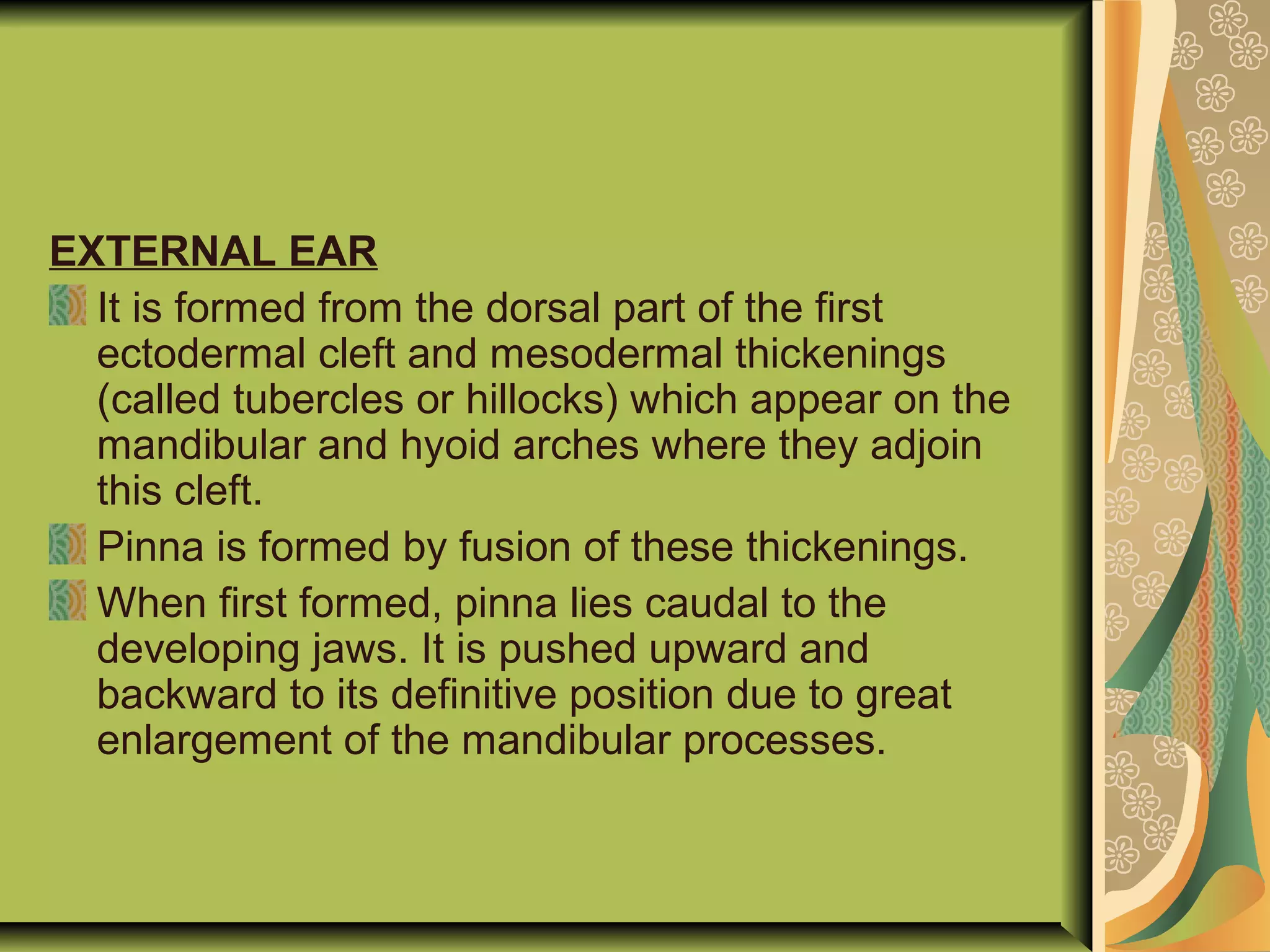 EXTERNAL EAR
It is formed from the dorsal part of the first
ectodermal cleft and mesodermal thickenings
(called tubercles or hillocks) which appear on the
mandibular and hyoid arches where they adjoin
this cleft.
Pinna is formed by fusion of these thickenings.
When first formed, pinna lies caudal to the
developing jaws. It is pushed upward and
backward to its definitive position due to great
enlargement of the mandibular processes.
 
