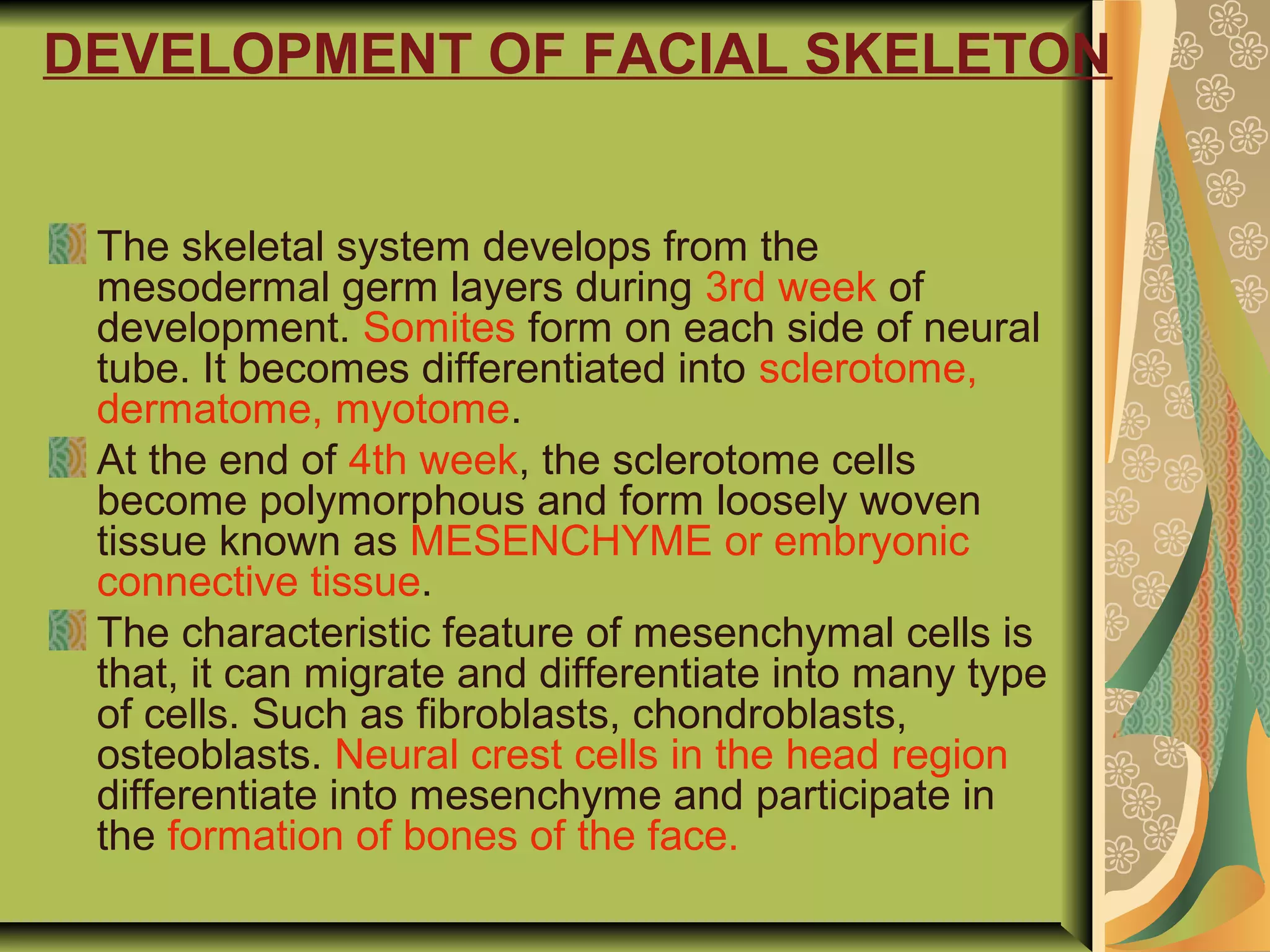DEVELOPMENT OF FACIAL SKELETON
The skeletal system develops from the
mesodermal germ layers during 3rd week of
development. Somites form on each side of neural
tube. It becomes differentiated into sclerotome,
dermatome, myotome.
At the end of 4th week, the sclerotome cells
become polymorphous and form loosely woven
tissue known as MESENCHYME or embryonic
connective tissue.
The characteristic feature of mesenchymal cells is
that, it can migrate and differentiate into many type
of cells. Such as fibroblasts, chondroblasts,
osteoblasts. Neural crest cells in the head region
differentiate into mesenchyme and participate in
the formation of bones of the face.
 
