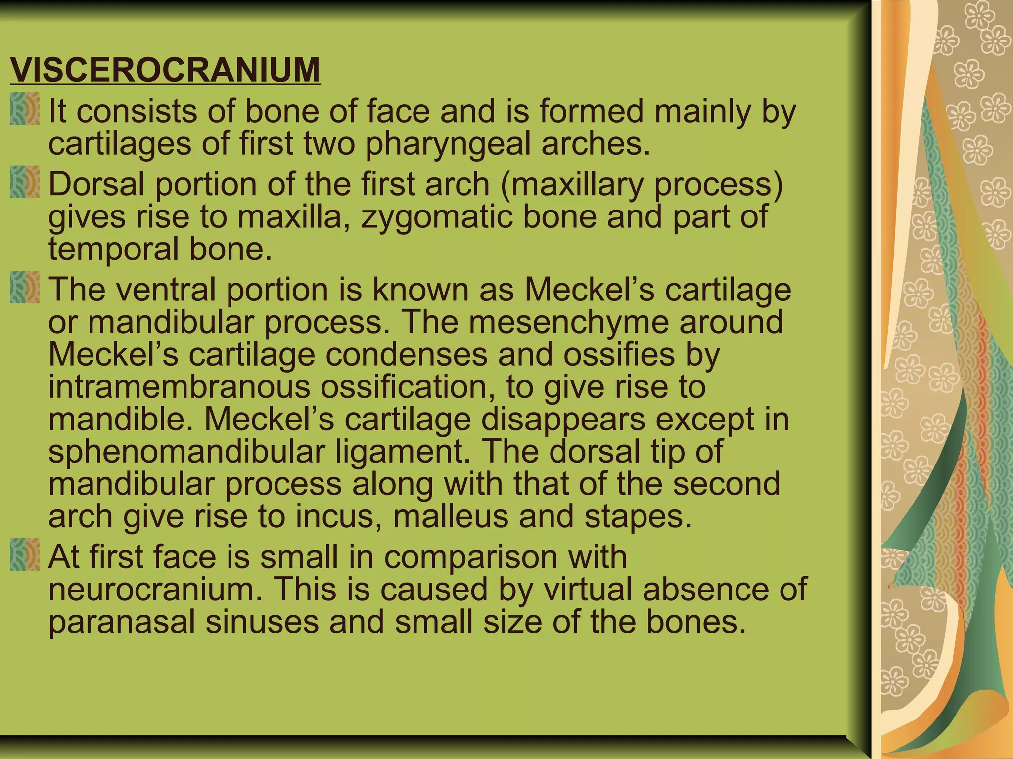 VISCEROCRANIUM
It consists of bone of face and is formed mainly by
cartilages of first two pharyngeal arches.
Dorsal portion of the first arch (maxillary process)
gives rise to maxilla, zygomatic bone and part of
temporal bone.
The ventral portion is known as Meckel’s cartilage
or mandibular process. The mesenchyme around
Meckel’s cartilage condenses and ossifies by
intramembranous ossification, to give rise to
mandible. Meckel’s cartilage disappears except in
sphenomandibular ligament. The dorsal tip of
mandibular process along with that of the second
arch give rise to incus, malleus and stapes.
At first face is small in comparison with
neurocranium. This is caused by virtual absence of
paranasal sinuses and small size of the bones.
 