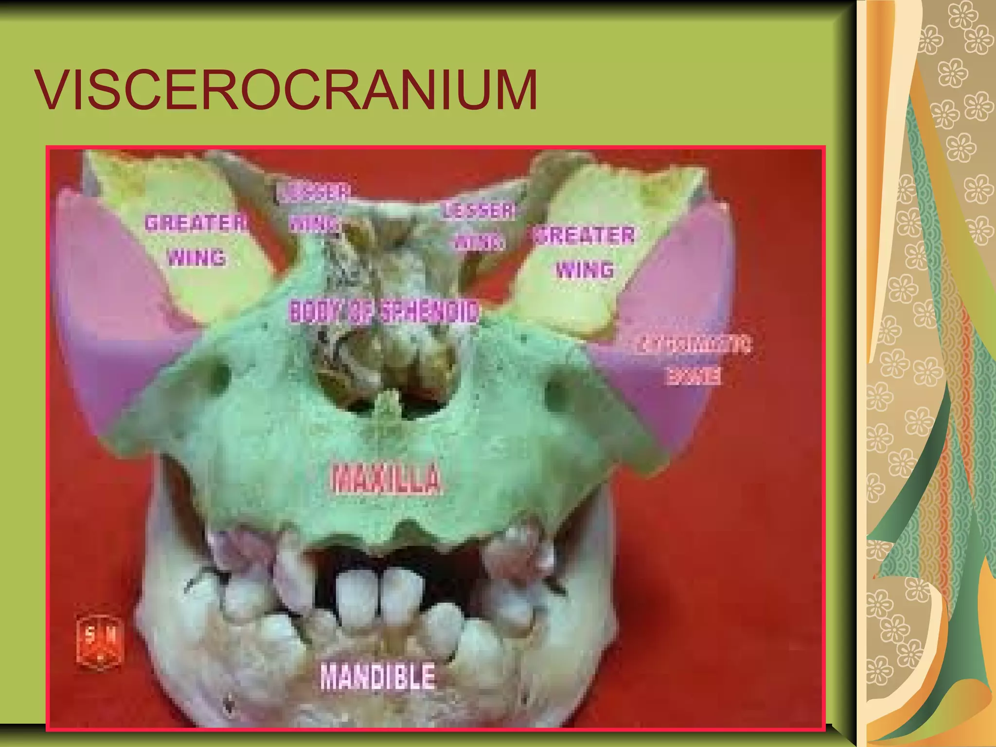VISCEROCRANIUM
 