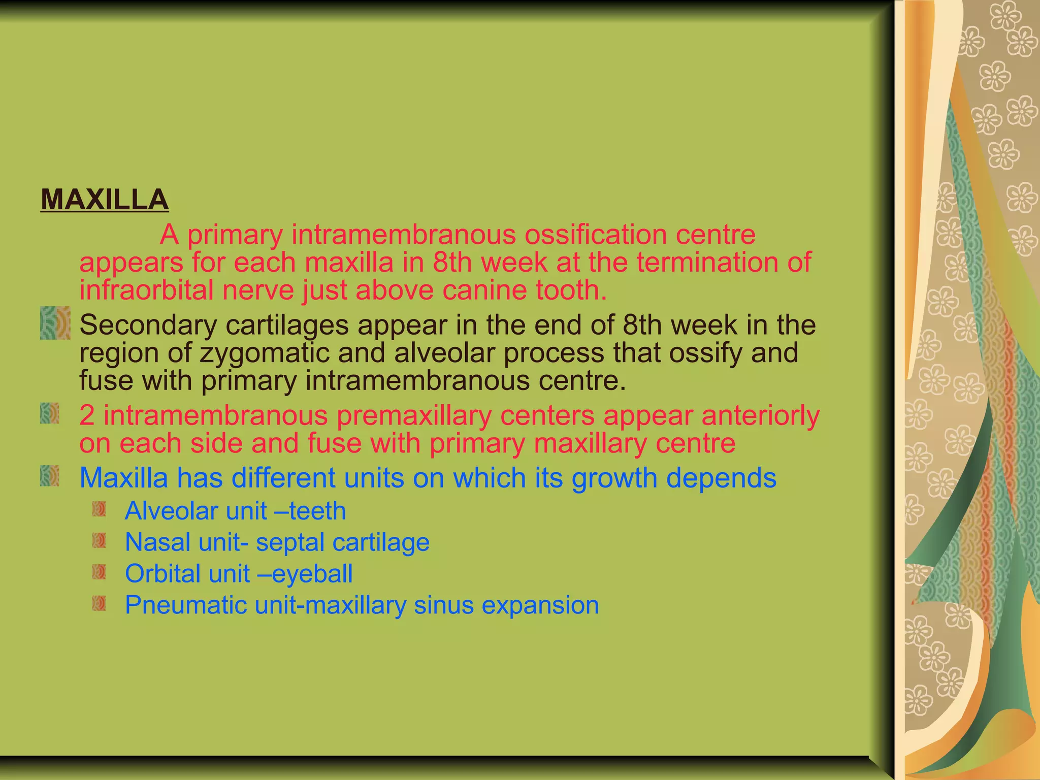 MAXILLA
A primary intramembranous ossification centre
appears for each maxilla in 8th week at the termination of
infraorbital nerve just above canine tooth.
Secondary cartilages appear in the end of 8th week in the
region of zygomatic and alveolar process that ossify and
fuse with primary intramembranous centre.
2 intramembranous premaxillary centers appear anteriorly
on each side and fuse with primary maxillary centre
Maxilla has different units on which its growth depends
Alveolar unit –teeth
Nasal unit- septal cartilage
Orbital unit –eyeball
Pneumatic unit-maxillary sinus expansion
 