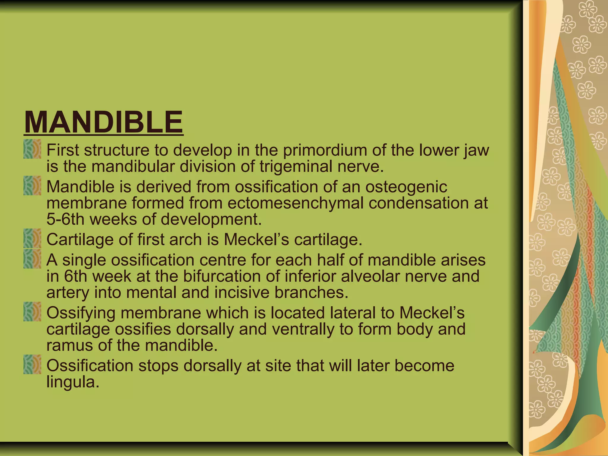 MANDIBLE
First structure to develop in the primordium of the lower jaw
is the mandibular division of trigeminal nerve.
Mandible is derived from ossification of an osteogenic
membrane formed from ectomesenchymal condensation at
5-6th weeks of development.
Cartilage of first arch is Meckel’s cartilage.
A single ossification centre for each half of mandible arises
in 6th week at the bifurcation of inferior alveolar nerve and
artery into mental and incisive branches.
Ossifying membrane which is located lateral to Meckel’s
cartilage ossifies dorsally and ventrally to form body and
ramus of the mandible.
Ossification stops dorsally at site that will later become
lingula.
 