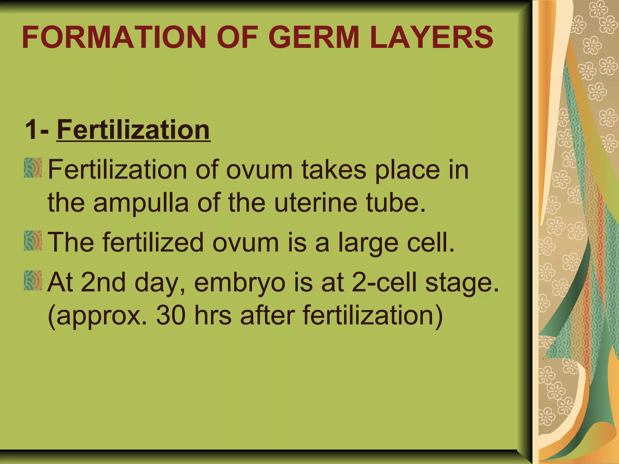 FORMATION OF GERM LAYERS
1- Fertilization
Fertilization of ovum takes place in
the ampulla of the uterine tube.
The fertilized ovum is a large cell.
At 2nd day, embryo is at 2-cell stage.
(approx. 30 hrs after fertilization)
 