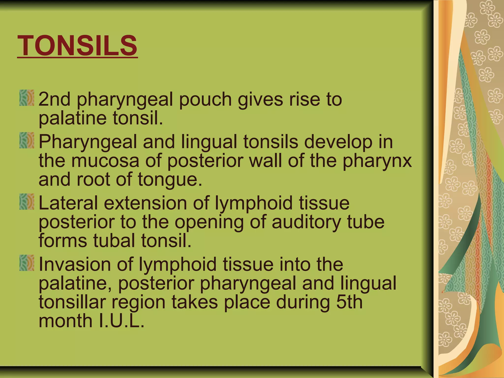 TONSILS
2nd pharyngeal pouch gives rise to
palatine tonsil.
Pharyngeal and lingual tonsils develop in
the mucosa of posterior wall of the pharynx
and root of tongue.
Lateral extension of lymphoid tissue
posterior to the opening of auditory tube
forms tubal tonsil.
Invasion of lymphoid tissue into the
palatine, posterior pharyngeal and lingual
tonsillar region takes place during 5th
month I.U.L.
 