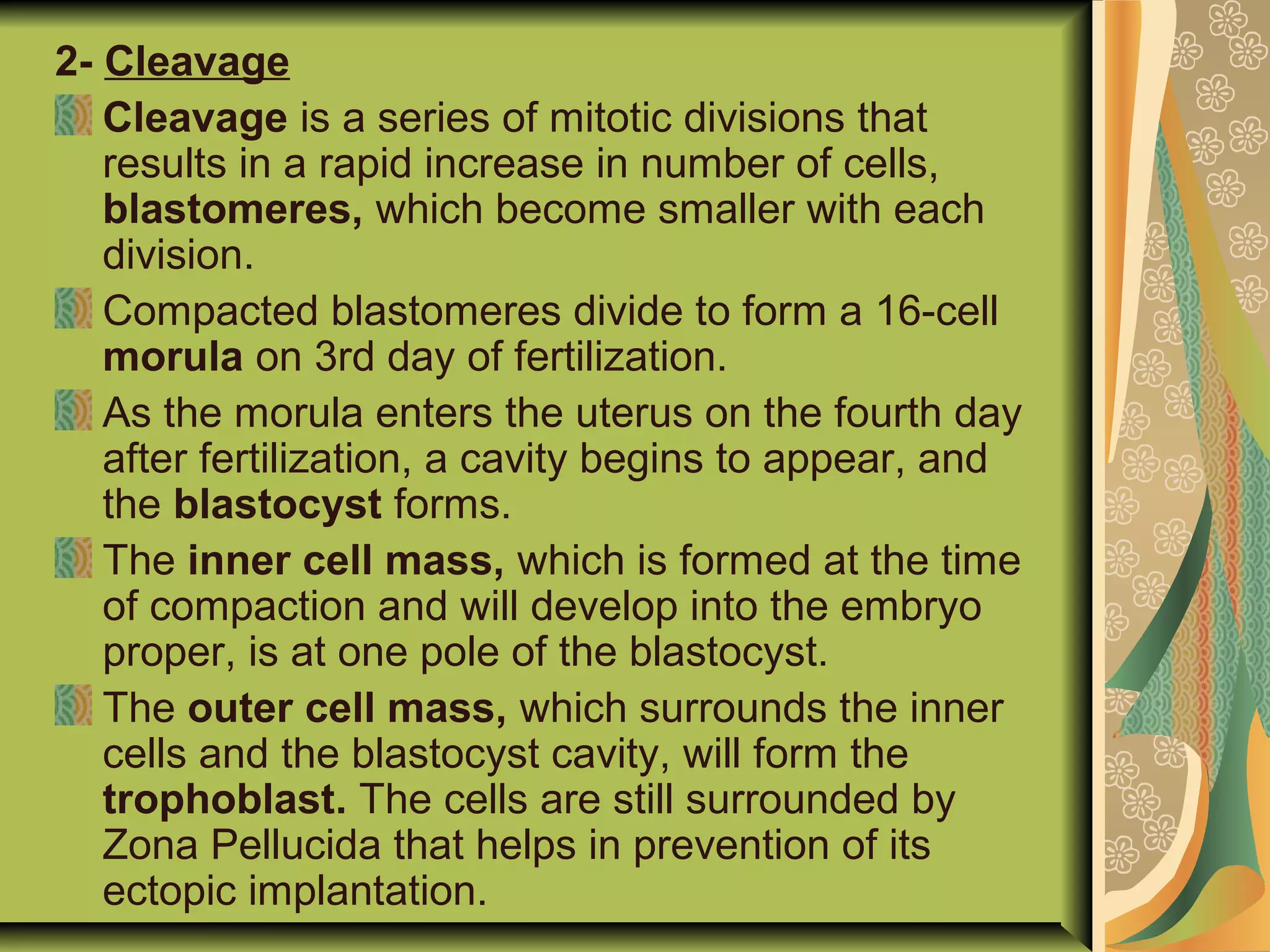 2- Cleavage
Cleavage is a series of mitotic divisions that
results in a rapid increase in number of cells,
blastomeres, which become smaller with each
division.
Compacted blastomeres divide to form a 16-cell
morula on 3rd day of fertilization.
As the morula enters the uterus on the fourth day
after fertilization, a cavity begins to appear, and
the blastocyst forms.
The inner cell mass, which is formed at the time
of compaction and will develop into the embryo
proper, is at one pole of the blastocyst.
The outer cell mass, which surrounds the inner
cells and the blastocyst cavity, will form the
trophoblast. The cells are still surrounded by
Zona Pellucida that helps in prevention of its
ectopic implantation.
 