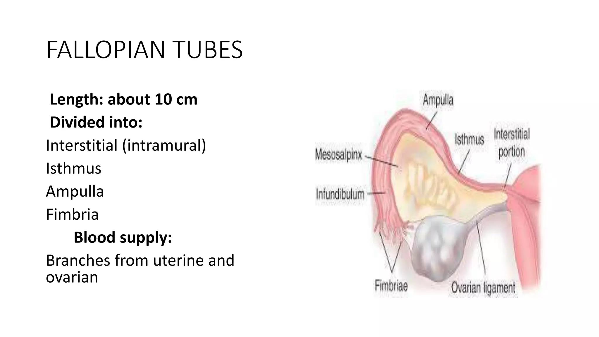 Embryology of female genital organs | PPTX