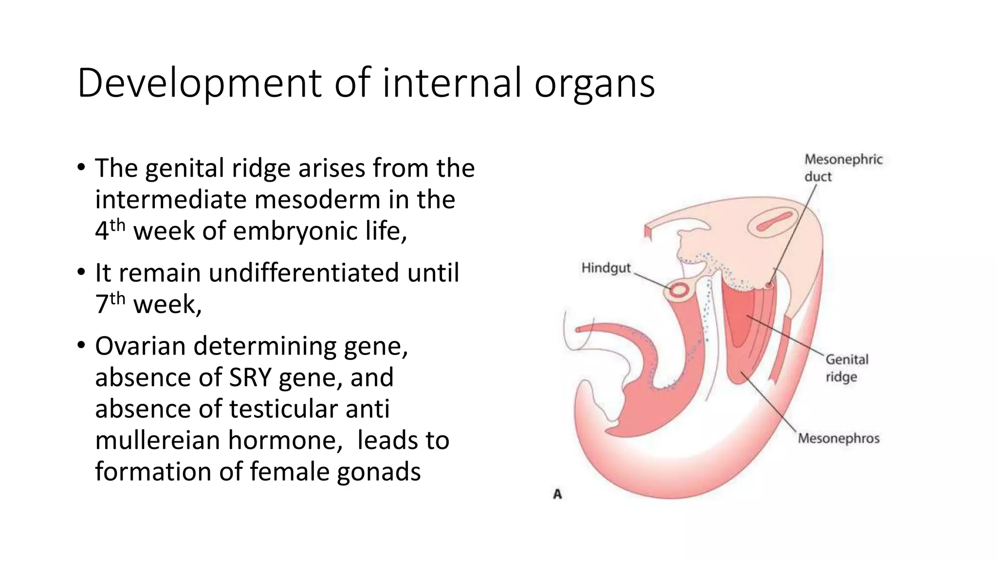 Rogenital Ridge Embryology of female genital organs | PPTX