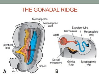 Comprehensive Embryology of Male and Female Reproductive System ...