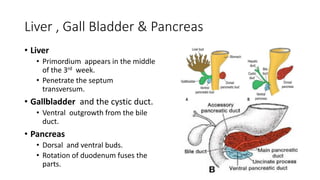 Gallbladder Rotation Embryology of GIT malformations by Dr. Yeneneh | PPTX