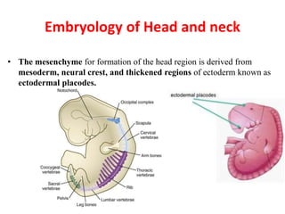 Embryology of Head and neck
• The mesenchyme for formation of the head region is derived from
mesoderm, neural crest, and thickened regions of ectoderm known as
ectodermal placodes.
G.LUFUKUJA
 
