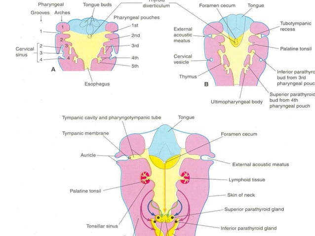 Embryology of head and neck | PPTX | Ear, Nose and Throat Conditions ...