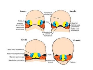 Embryology of head and neck | PPTX