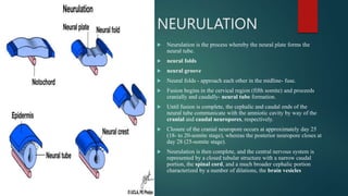 Neurulation Animation Embryology of head and neck - arun omfspptx | PPTX