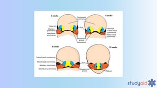 Embryology of Head and Neck A Dive Into Medicine | PDF