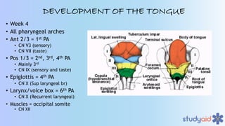 Embryology of Head and Neck A Dive Into Medicine | PDF