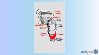 Embryology of Head and Neck A Dive Into Medicine | PDF